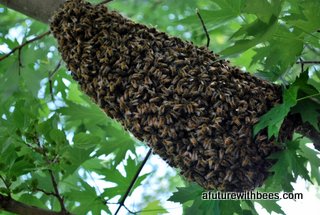 medium honey bee swarm on tree limb