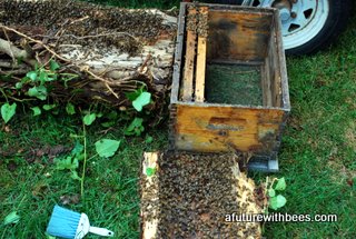 Split log with bees against hive