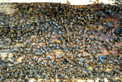 Honey bees on the log