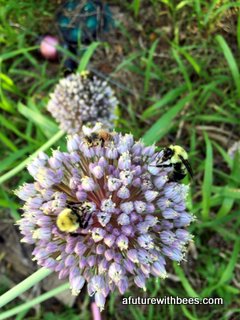 Honeybee and bumblebees on garlic flower