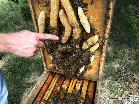 Left Winter Rim on to long