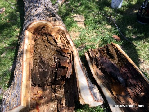 Lockwood MO Tree Cutout