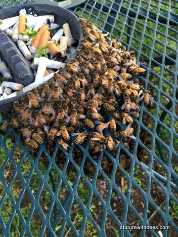 Nicotine Bee Swarm