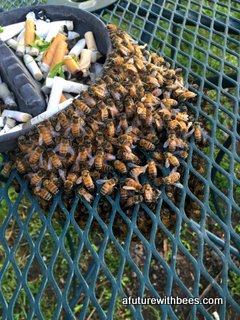 Nicotine Bee Swarm