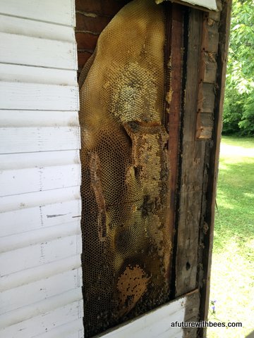 Honey bees in a wall of a house ready for removal