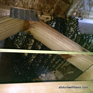 Honey bee colony in apartment complex