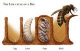 Life cycle of a bee