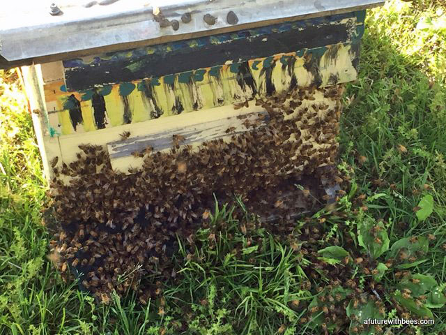 417 bees swarm honey bees10
