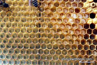 Picture xx:  This close up shows all three stages of brood: egg, larvae, and sealed pupae.  The eggs are hard to see in the lower portion.  The age progression of the larvae from younger and smaller, to older and larger, and then to sealed pupae is easy to see. 