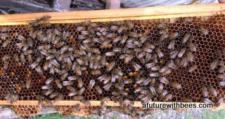 Picture xx: This frame has nectar and pollen in it. The nectar is the shiny liquid reflecting the light. The pollen is the orange-ish stuff that looks like wet sawdust. Pollen comes in many, many different colors including pale gray, bright red and even bright blue!