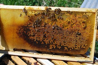 You may start to see frames like this on the outside edge of the broodnest.  This is a frame of pollen used to feed the larvae (open brood) before they turn into pupae (closed brood) and molt into full adults