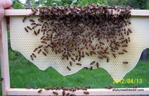 Picture 01:  A partially drawn frame with fresh, white wax.  The queen is in the lower left quadrant.