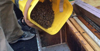 Swarm caught using a pole & bucket