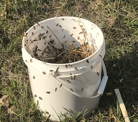 Open Bucket feeding Honey Bees
