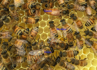 All Honeybees Drones, Queen and Workers