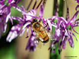 Honey bee on bloom