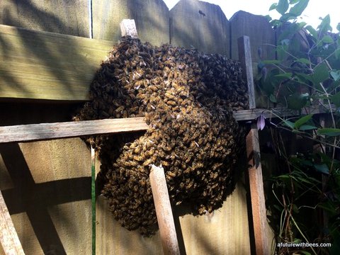 Trellis backyard honeybee swarm