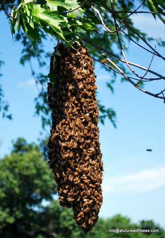 Maple tree honey bee swarm