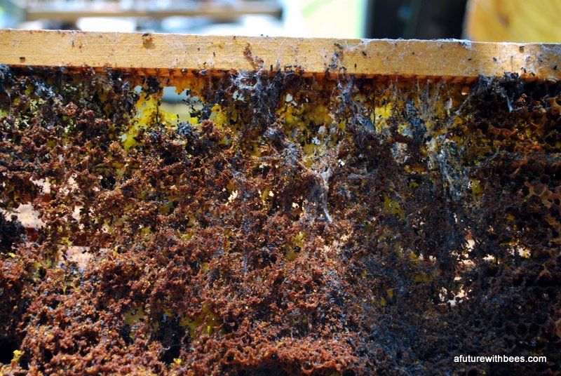 Understanding Wax Moths 101