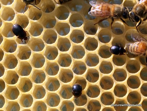 Small hive beetles with bees on a frame of comb