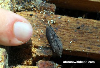 Lesser Wax Moth Closeup