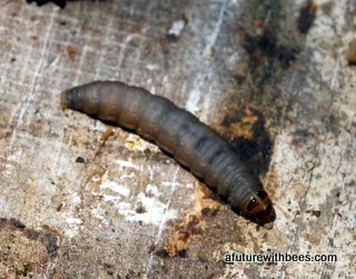 Lesser Wax Moth Larvae 