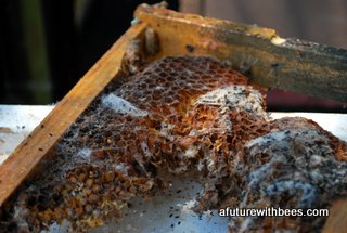 Lesser Wax Moth damaged wax in frame