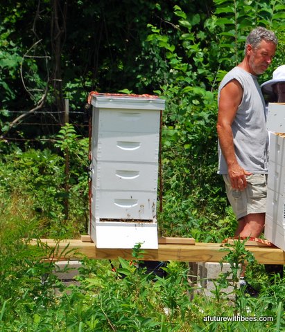 Honey bee hive all mediums