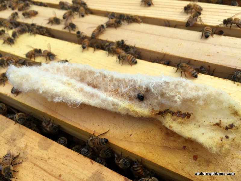 used dryer sheet as hive beetle trap